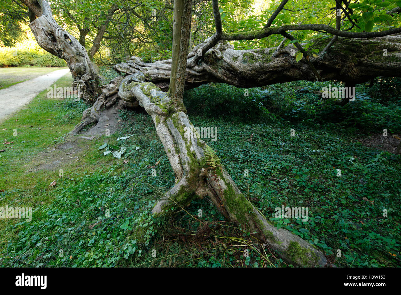 Trompetenbaum Im Schlosspark Herten, Catalpa Bignonioides, Ruhrgebiet, Nordrhein-Westfalen Stockfoto