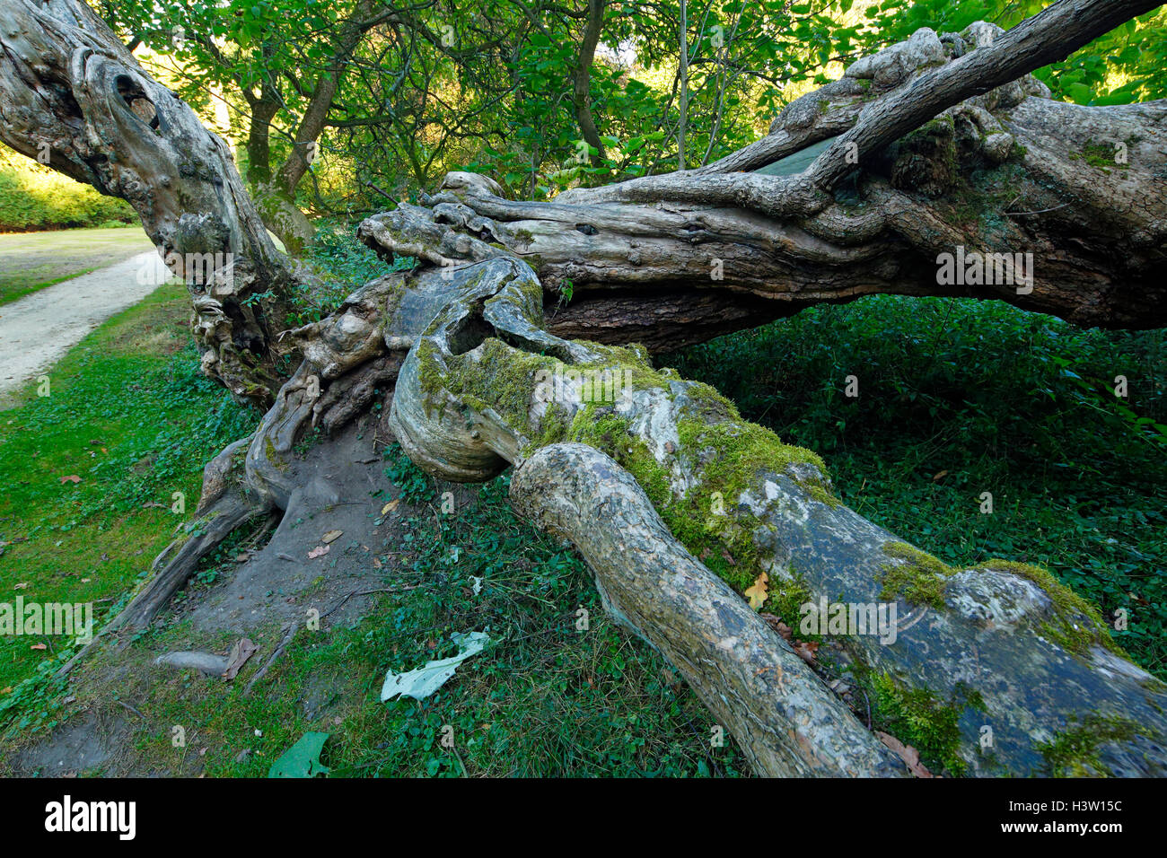 Trompetenbaum Im Schlosspark Herten, Catalpa Bignonioides, Ruhrgebiet, Nordrhein-Westfalen Stockfoto