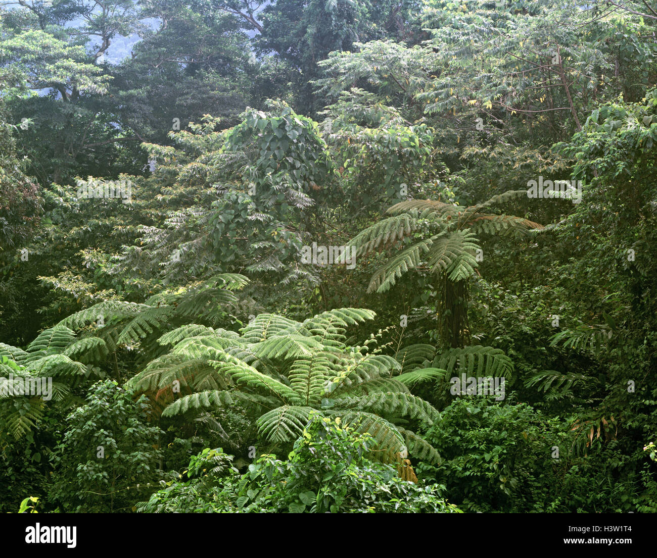Tropischen Tieflandregenwald, Stockfoto