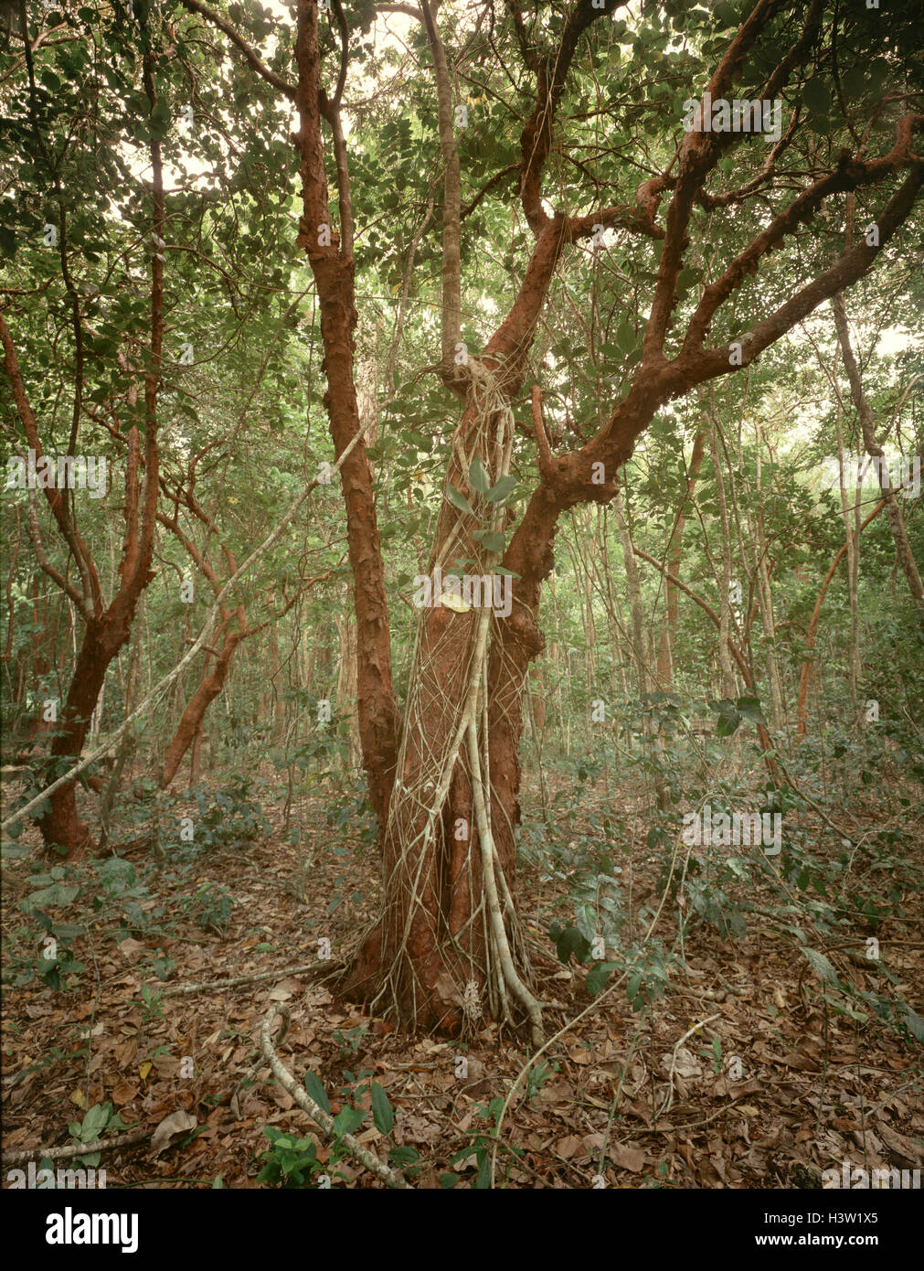 Moreton Bay Feigen (Ficus Macrophylla) Stockfoto