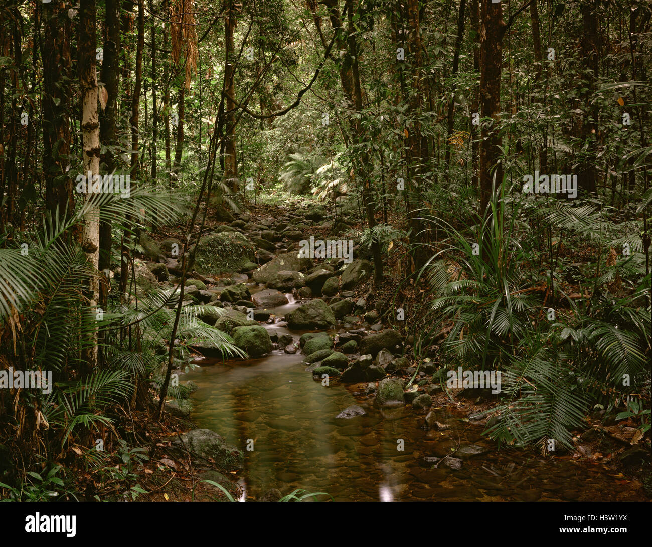 Tropischen Tieflandregenwald. Stockfoto