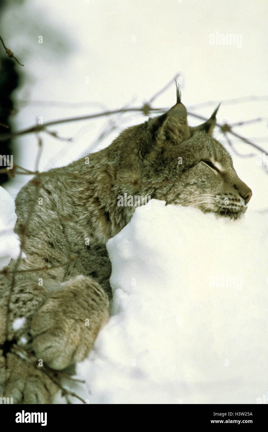 Eurasischer Luchs (Lynx Lynx) Stockfoto