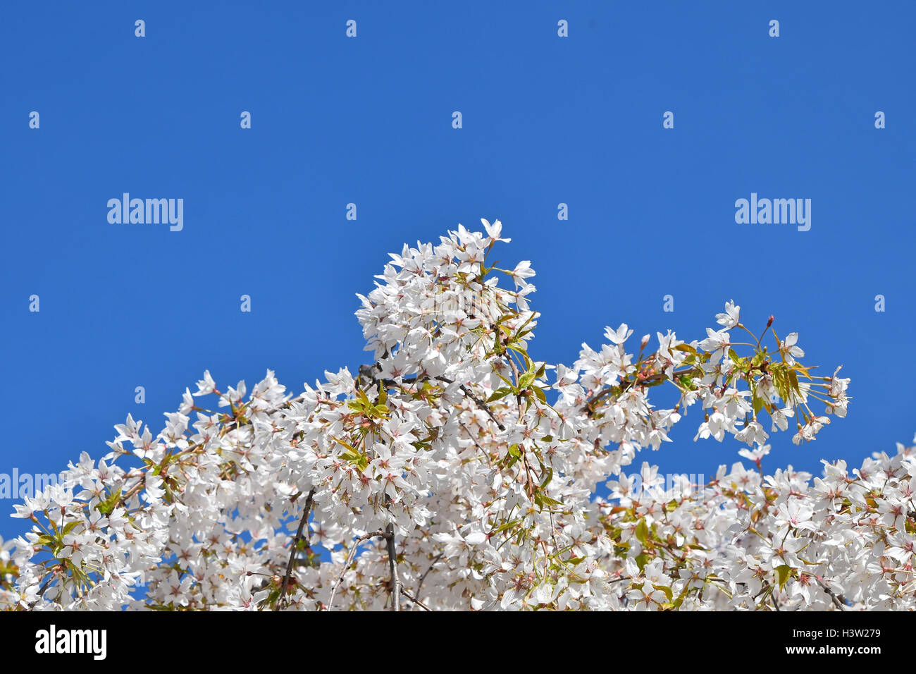 Weiße Kirschblüte Sakura Blüten mit grünen Blättern und frische neue Knospen über klaren, blauen Himmelshintergrund Stockfoto