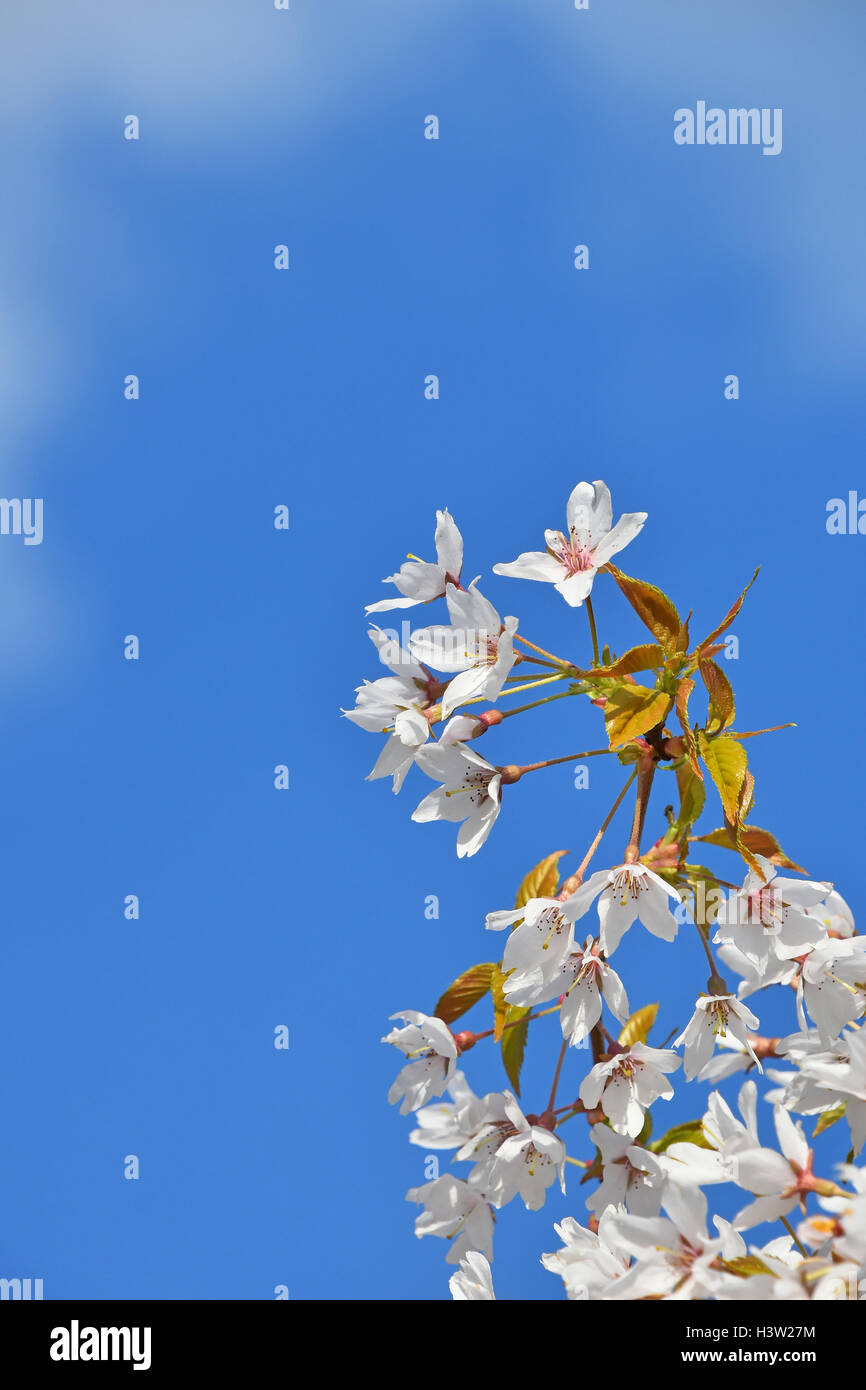 Zweig der weiße Kirschblüte Sakura Blumen mit grünen Blättern und frische neue Knospen über bewölkten blauen Himmelshintergrund Stockfoto
