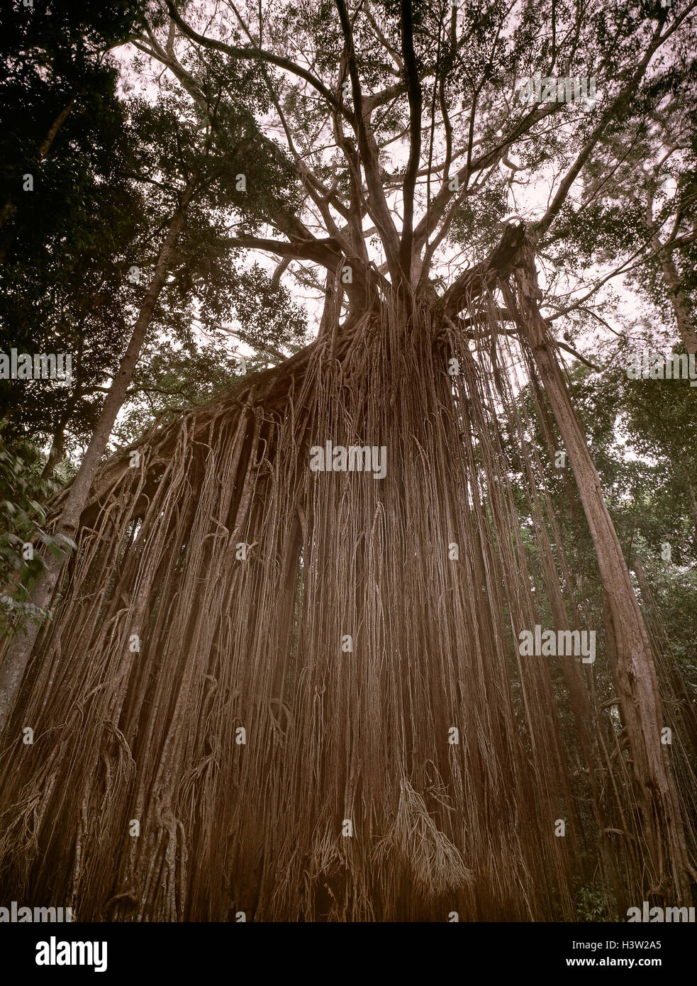 Die Vorhang-Feigen (Ficus Virens) Stockfoto
