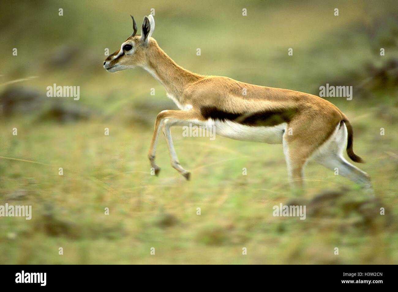 Thomson es Gazelle (Eudorcas Thomsonii) Stockfoto