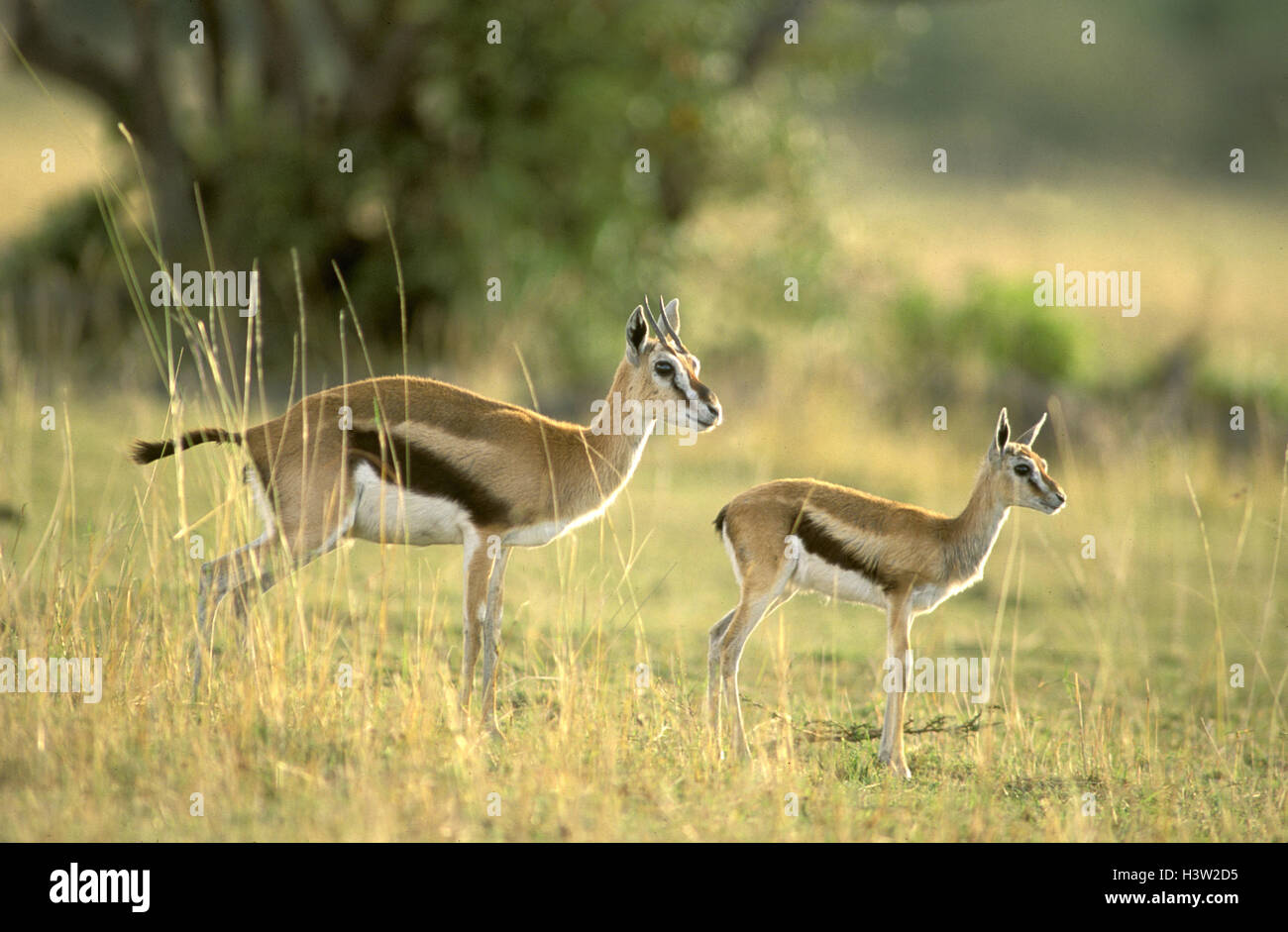 Thomson es Gazelle (Eudorcas Thomsonii) Stockfoto