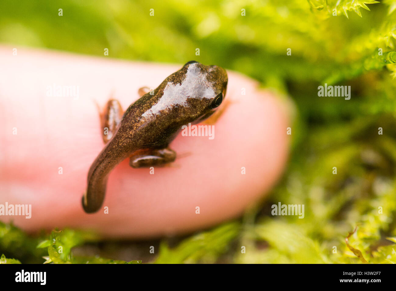 Froglet oder junge Grasfrosch (Rana Temporaria) mit den Resten der Schwanzspitze Kaulquappe sitzen am Ende des Erwachsenen Finger für Skala Stockfoto