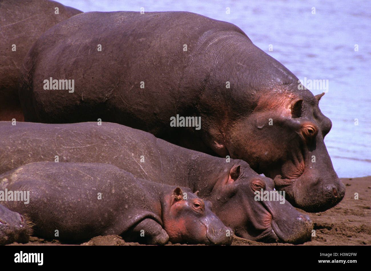 Flusspferd (Hippopotamus Amphibius) Stockfoto