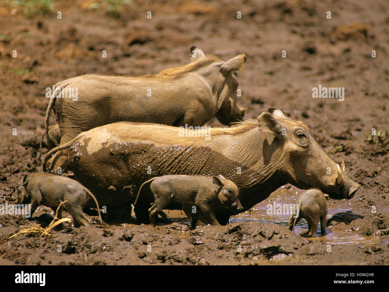 Gemeinsamen Warzenschwein (Phacochoerus Africanus) Stockfoto