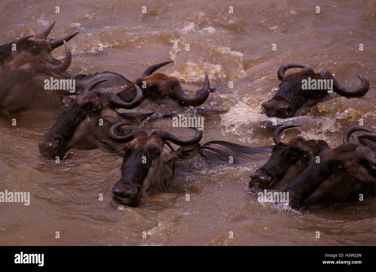 Gnus (Connochaetes Taurinus) Stockfoto