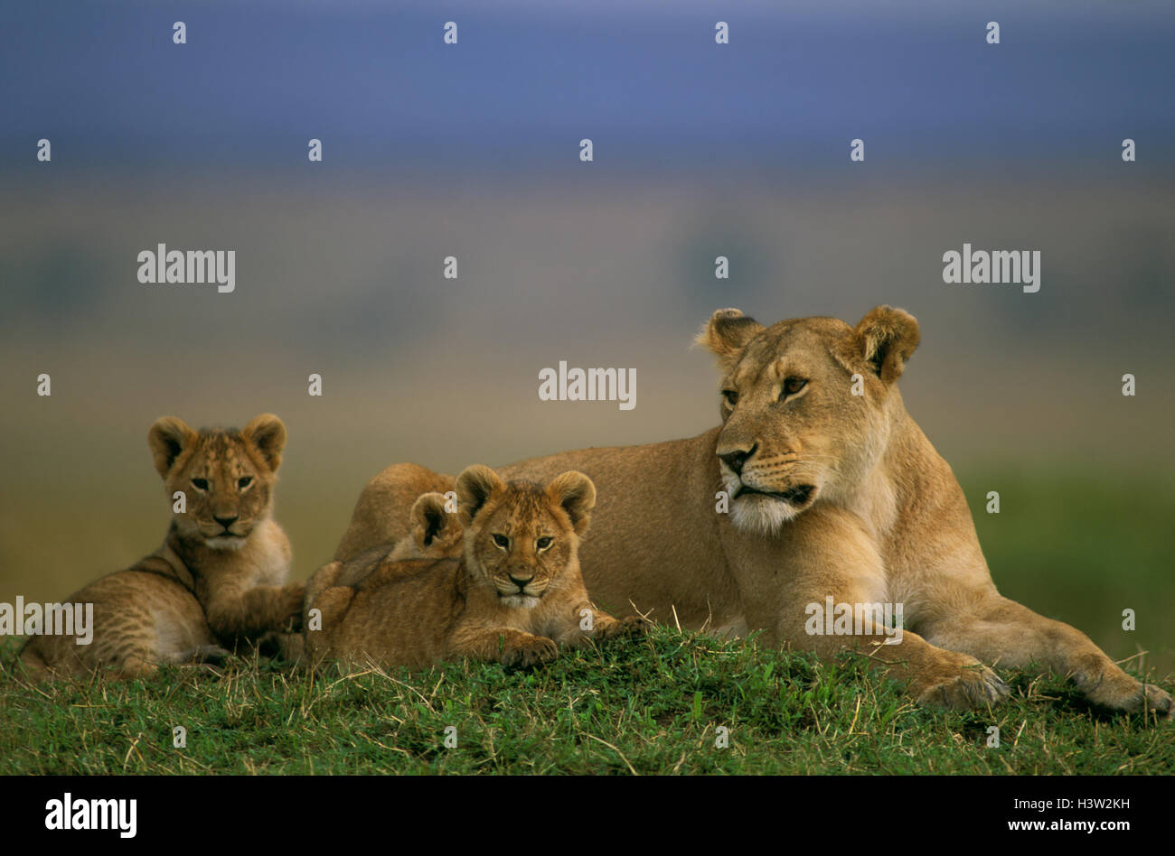 Afrikanischer Löwe (Panthera Leo) Stockfoto