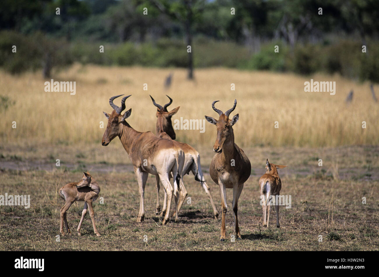 Topi (Damaliscus Korrigum) Stockfoto