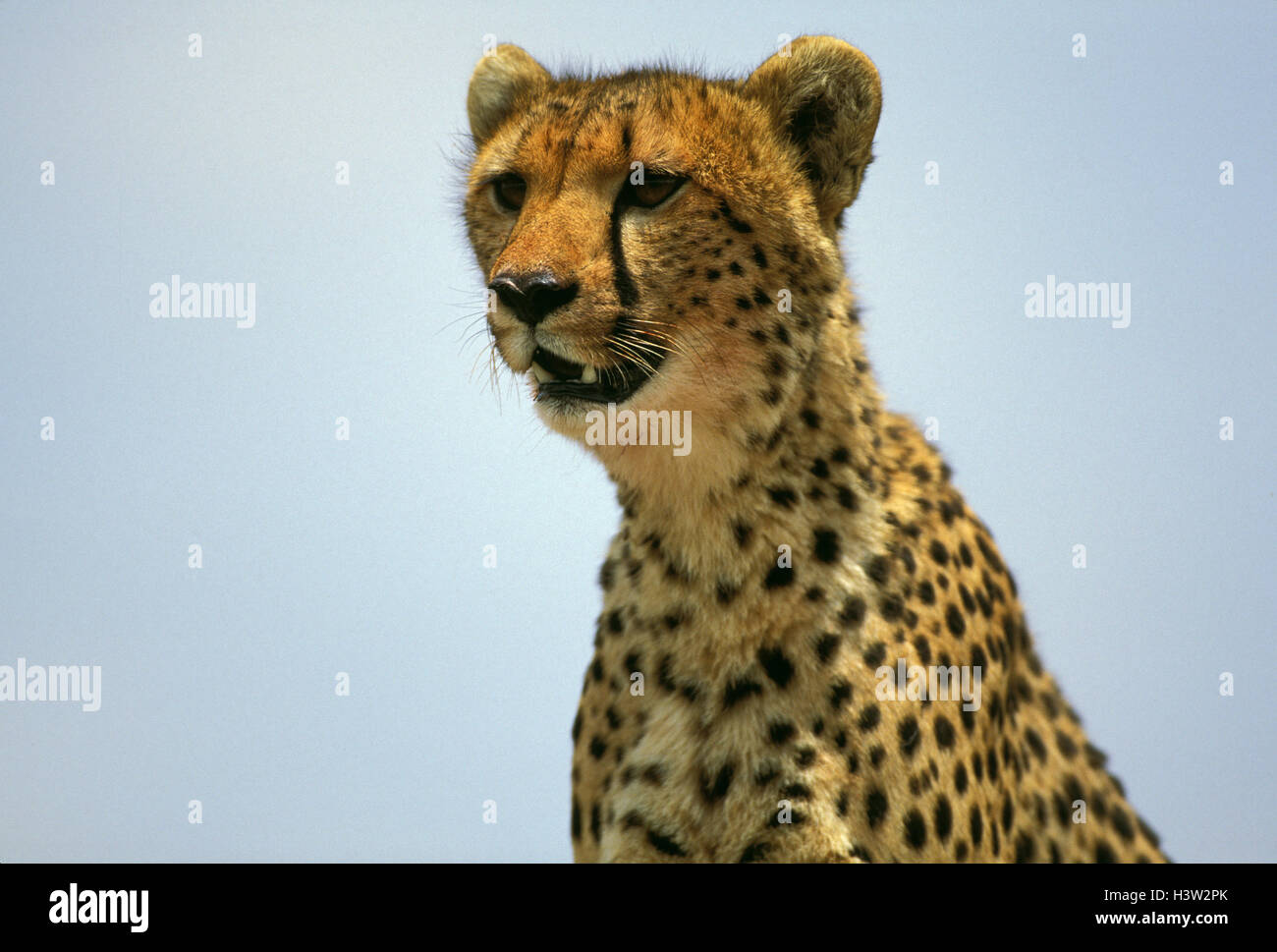 Gepard (Acinonyx Jubatus) Stockfoto