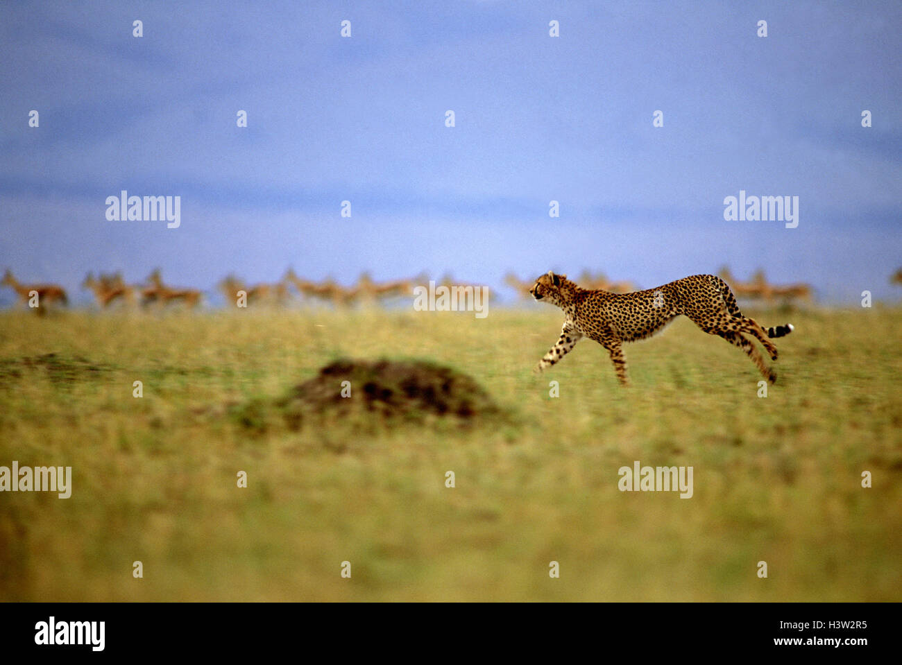 Gepard (Acinonyx Jubatus) Stockfoto