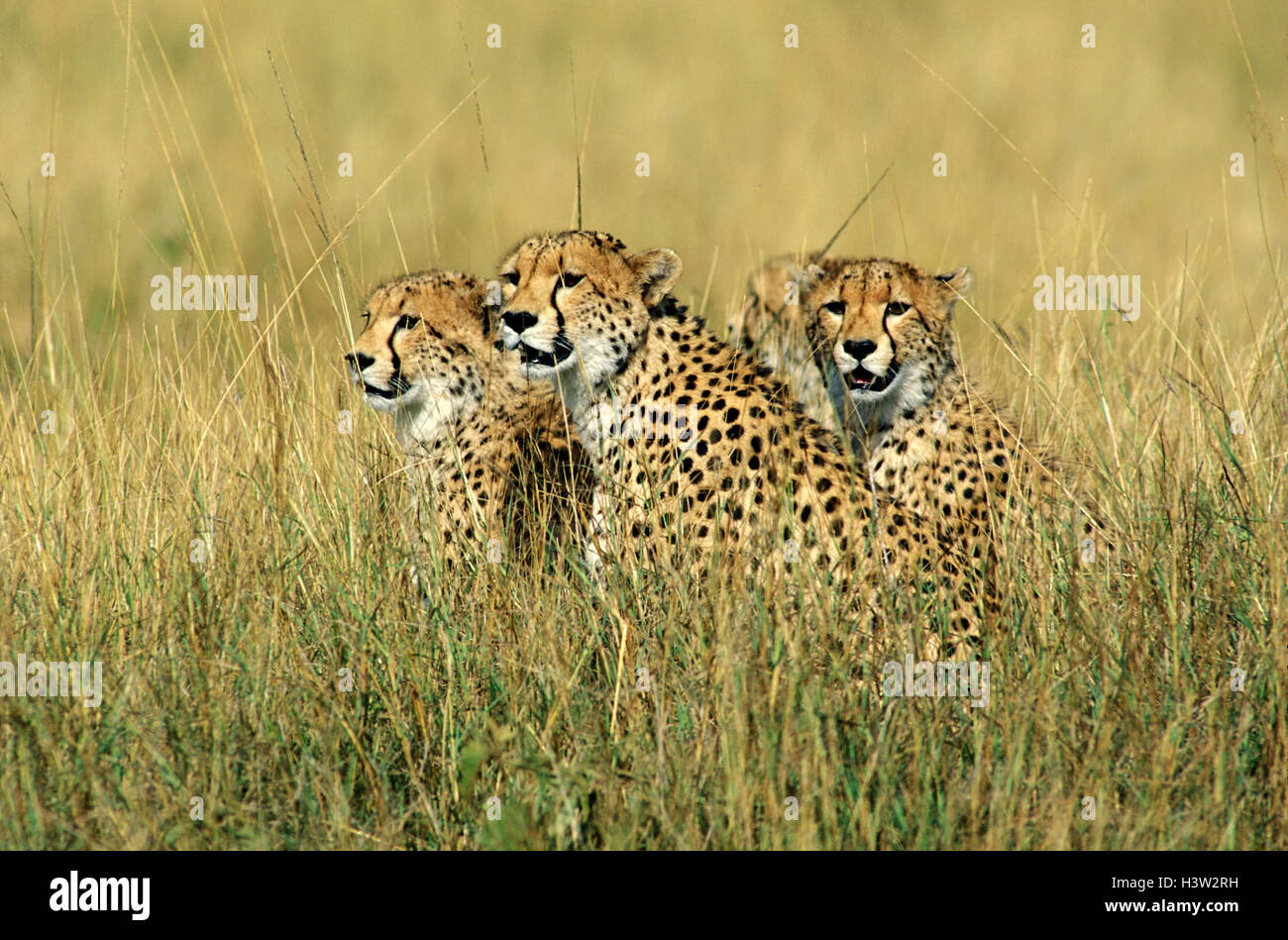 Gepard (Acinonyx Jubatus) Stockfoto