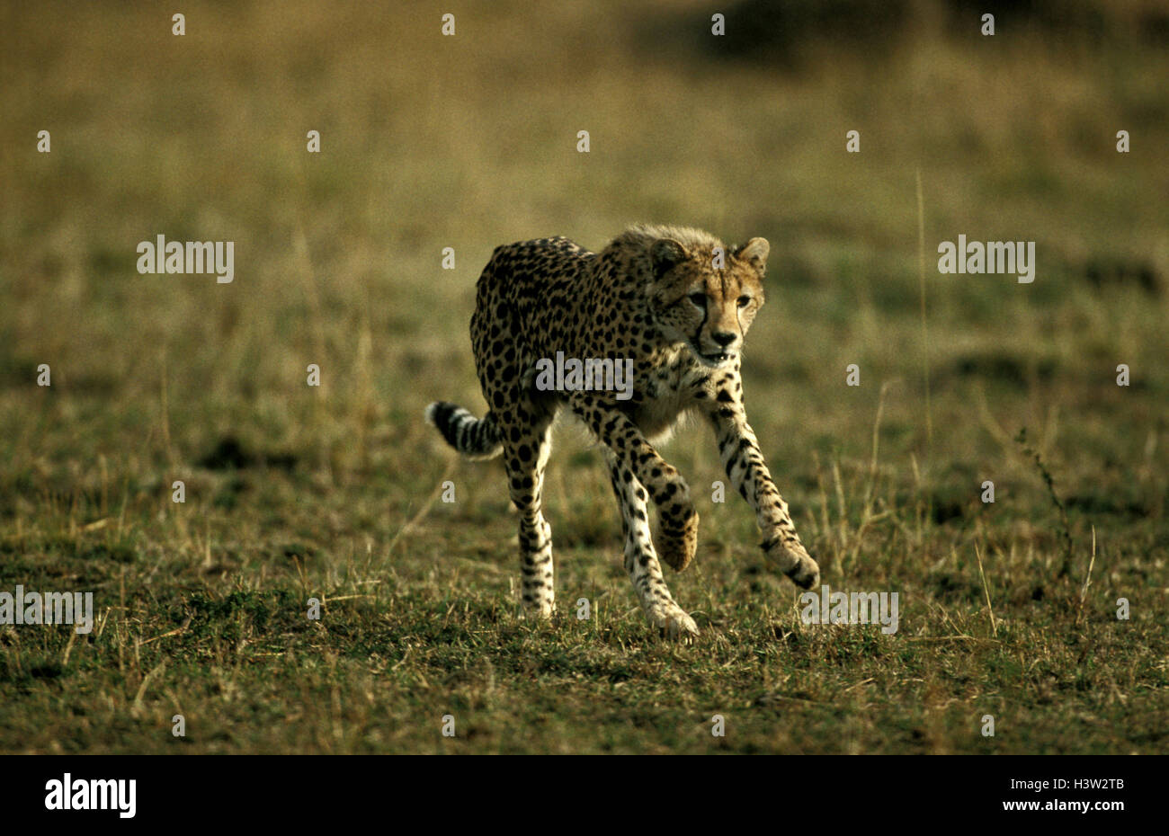 Gepard (Acinonyx Jubatus) Stockfoto