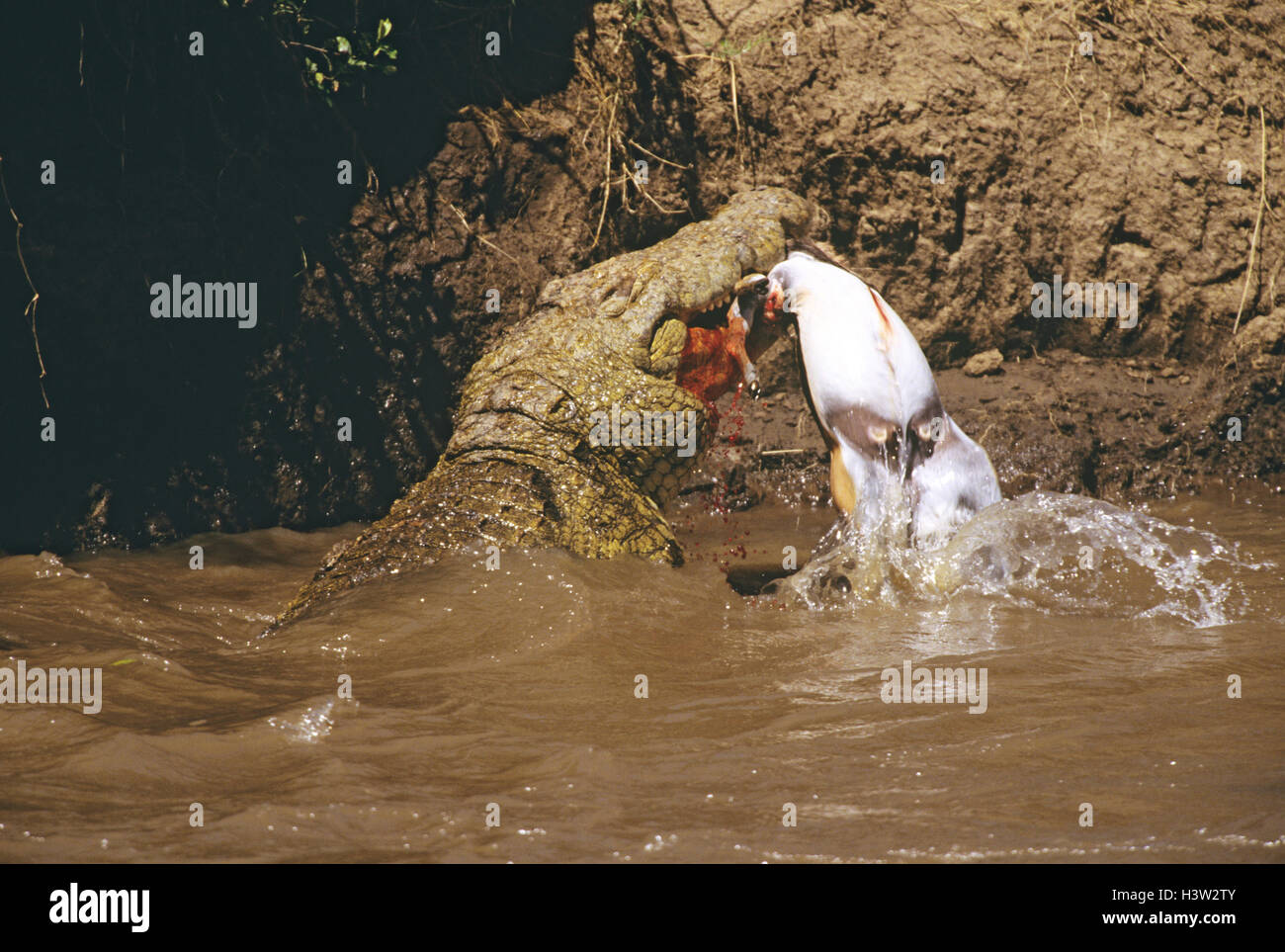 Nil-Krokodil (Crocodylus Niloticus) Stockfoto