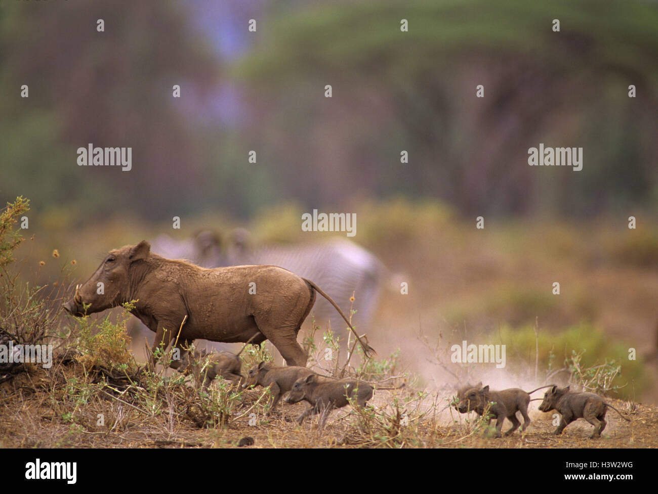 Gemeinsamen Warzenschwein (Phacochoerus Africanus) Stockfoto