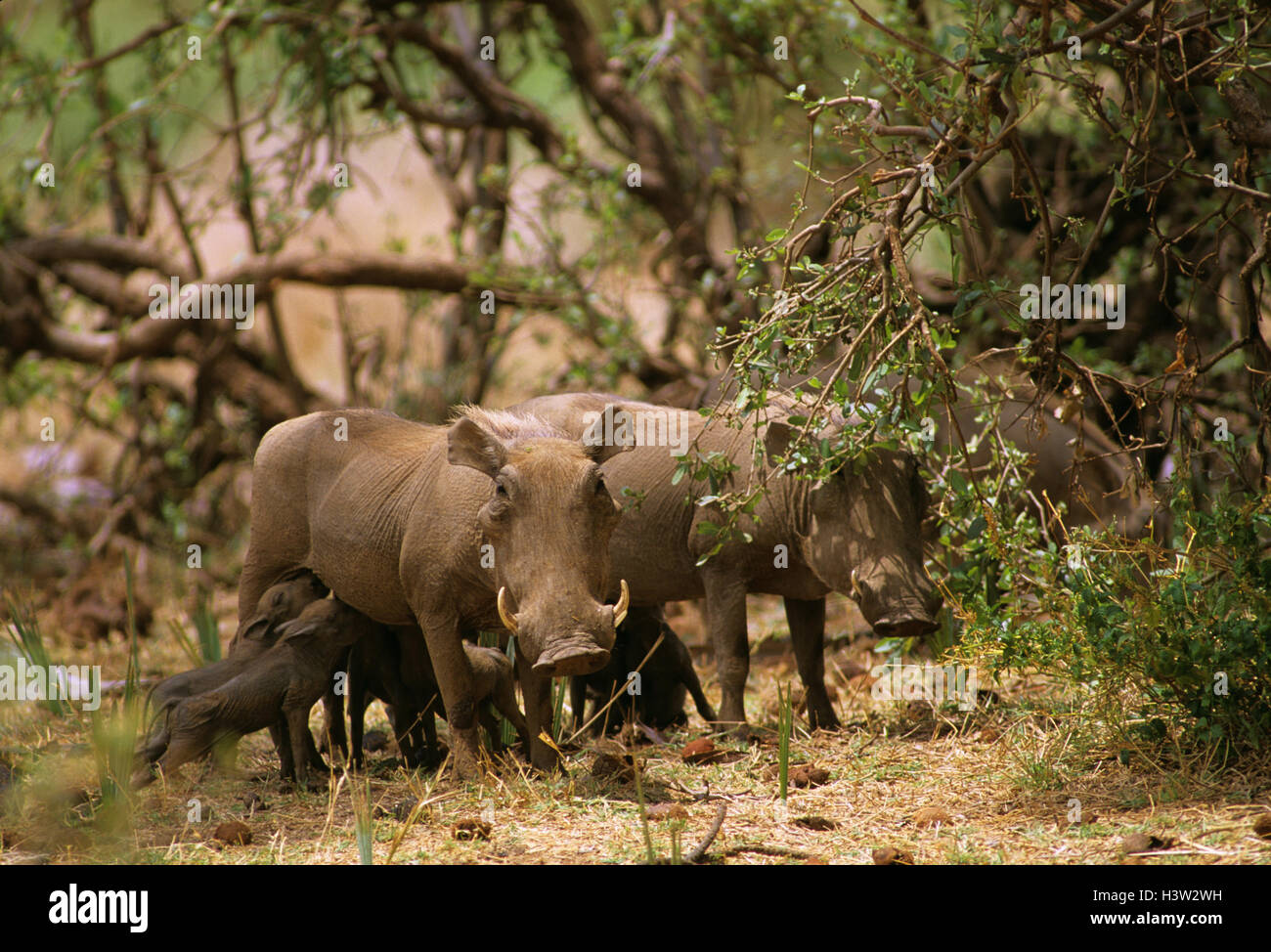 Gemeinsamen Warzenschwein (Phacochoerus Africanus) Stockfoto