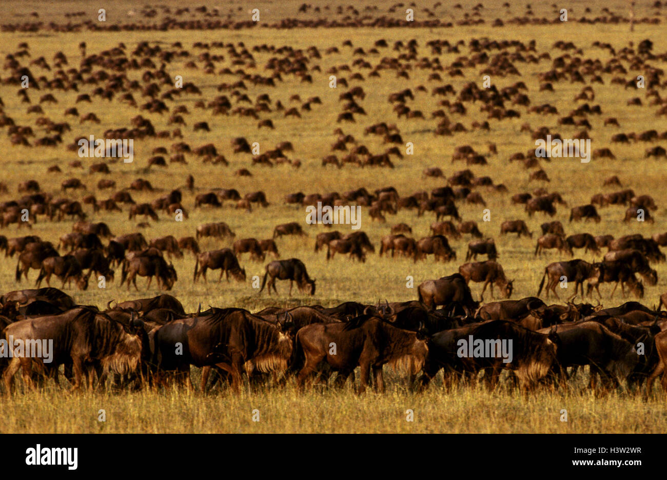 Gnus (Connochaetes Taurinus) Stockfoto