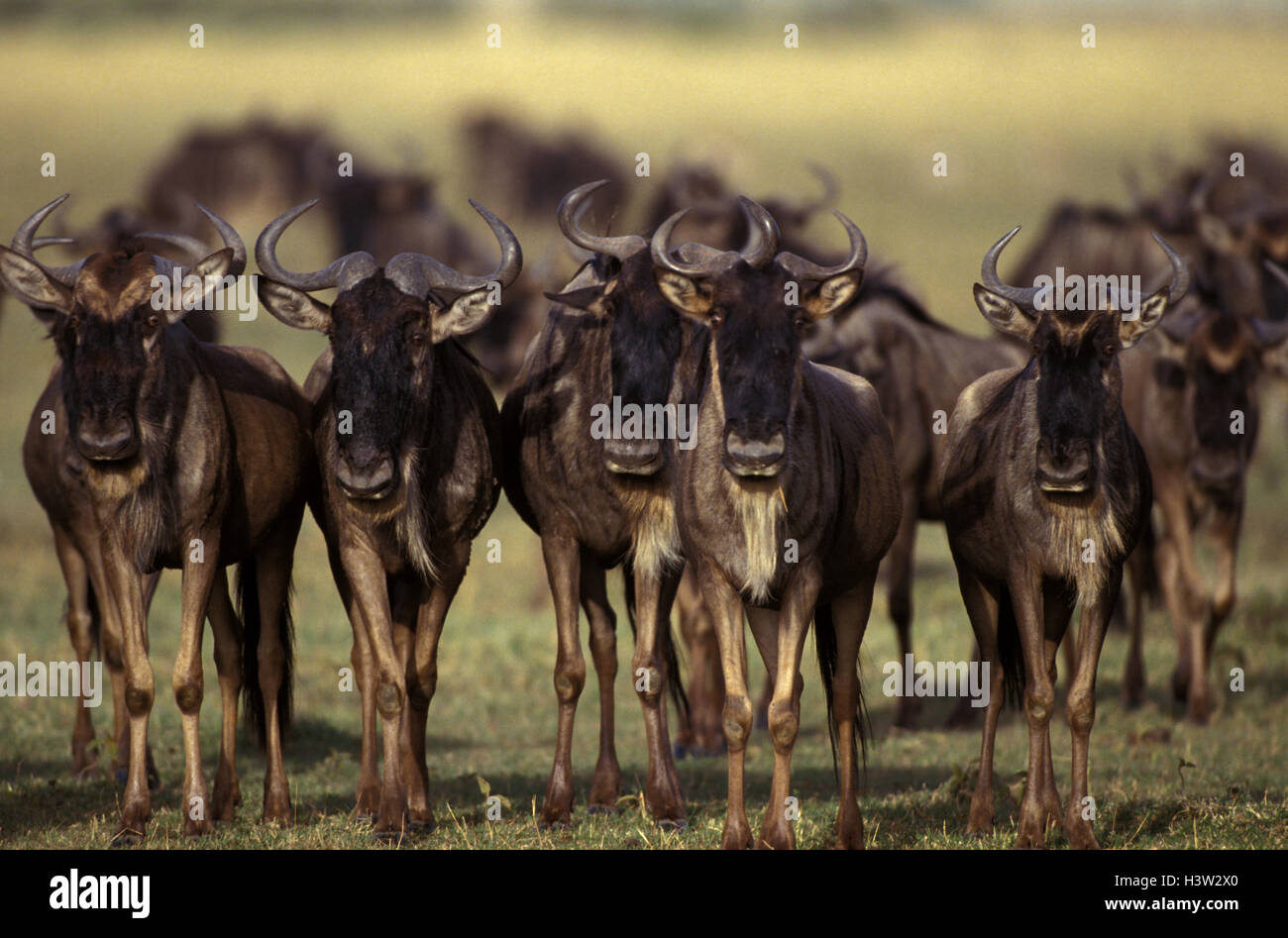 Gnus (Connochaetes Taurinus) Stockfoto