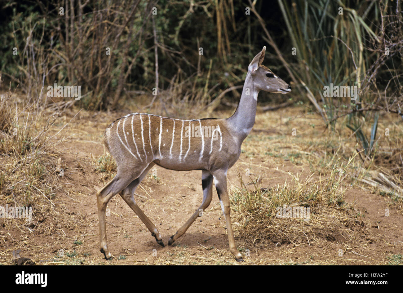 Weniger Kudu (Tragelaphus imberbis) Stockfoto