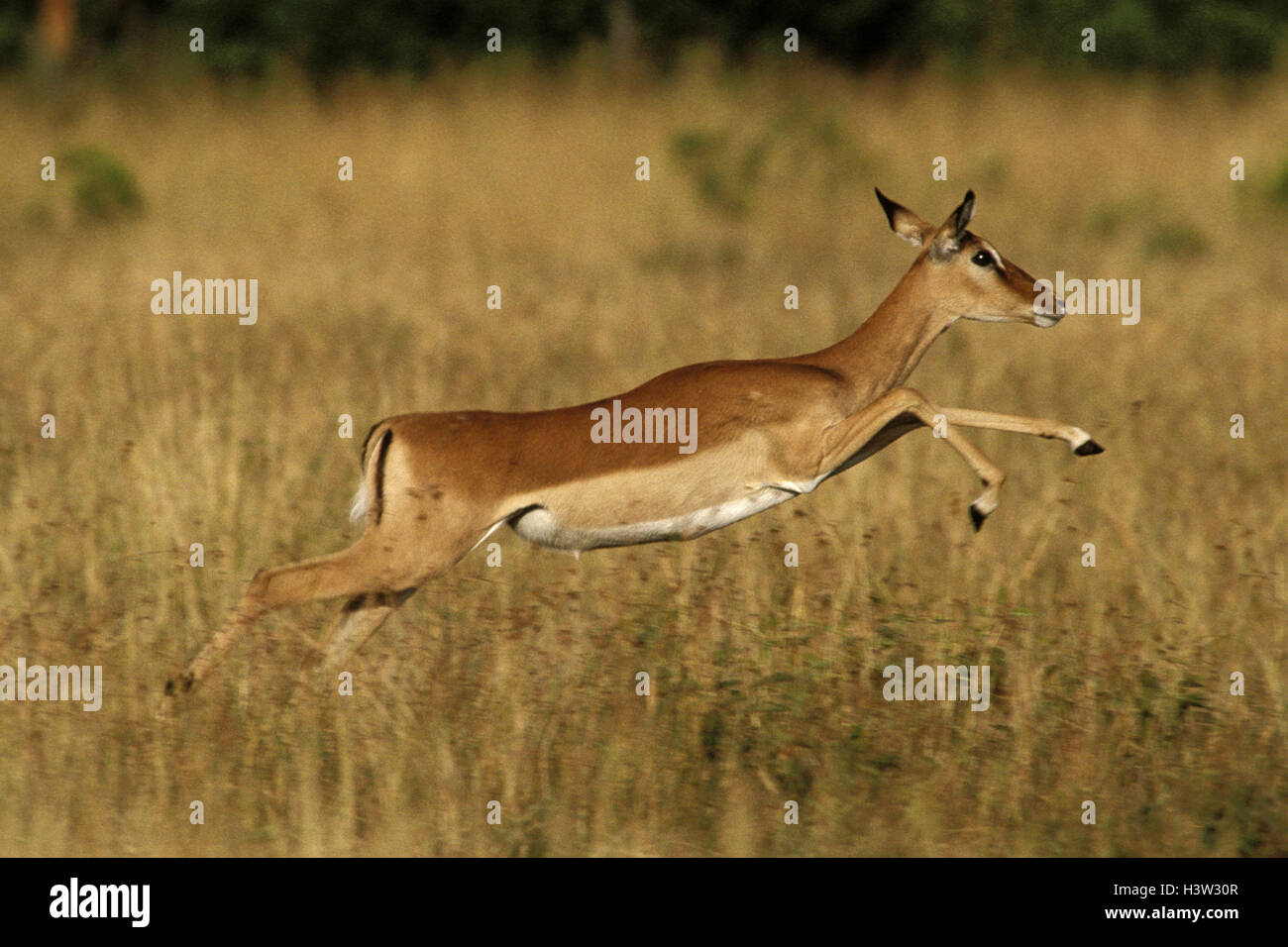 Impala (Aepyceros Melampus) Stockfoto