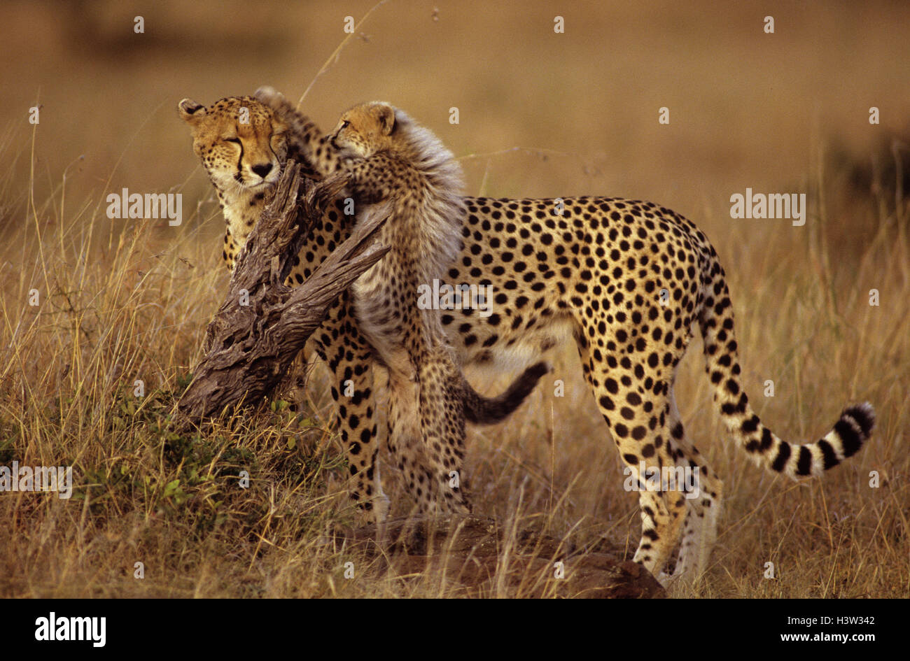 Gepard (Acinonyx Jubatus) Stockfoto