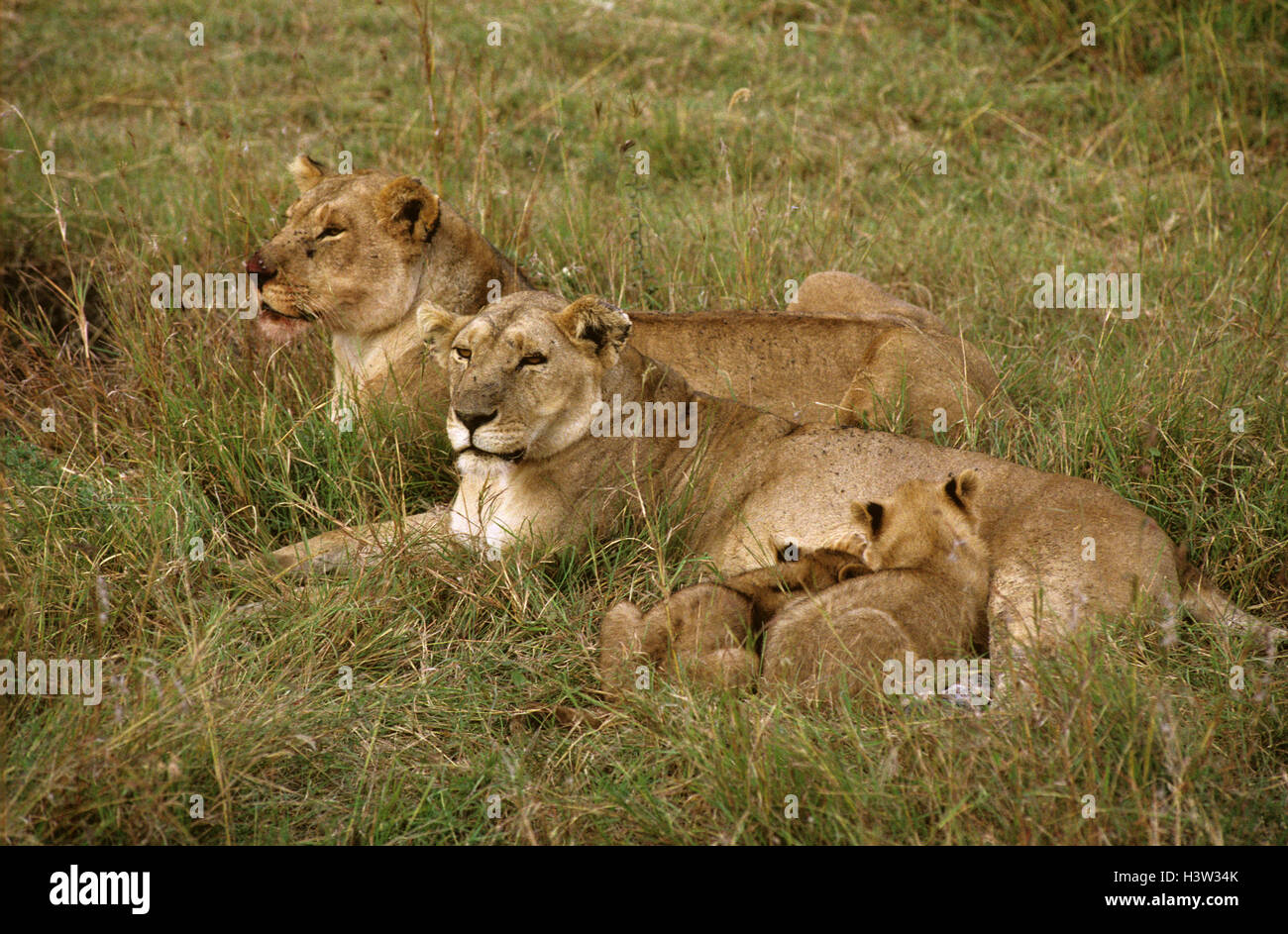 Afrikanischen Löwen (Panthera Leo) Stockfoto
