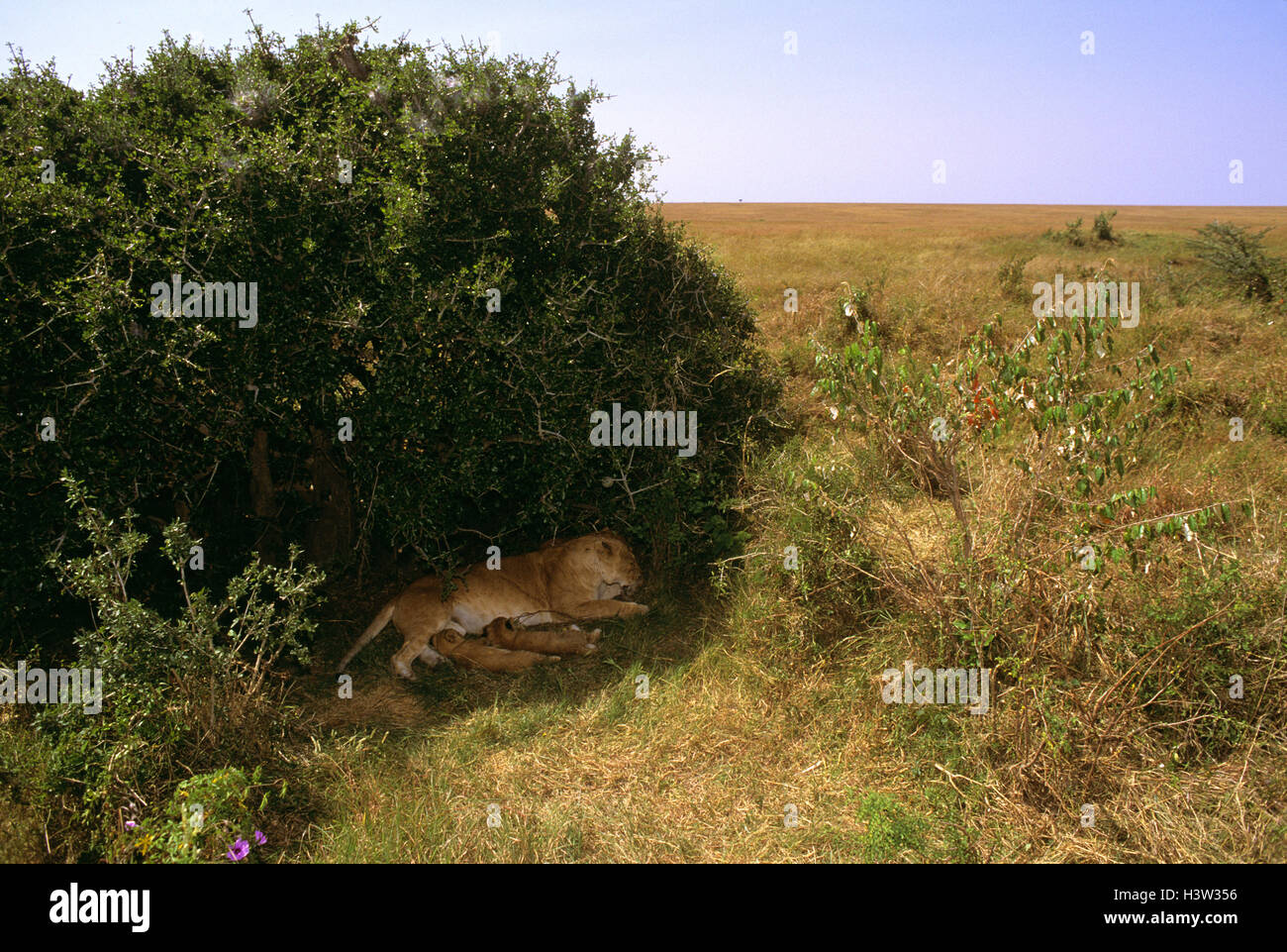 Afrikanischer Löwe (Panthera Leo) Stockfoto
