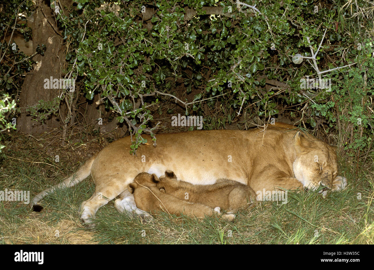 Afrikanischer Löwe (Panthera Leo) Stockfoto