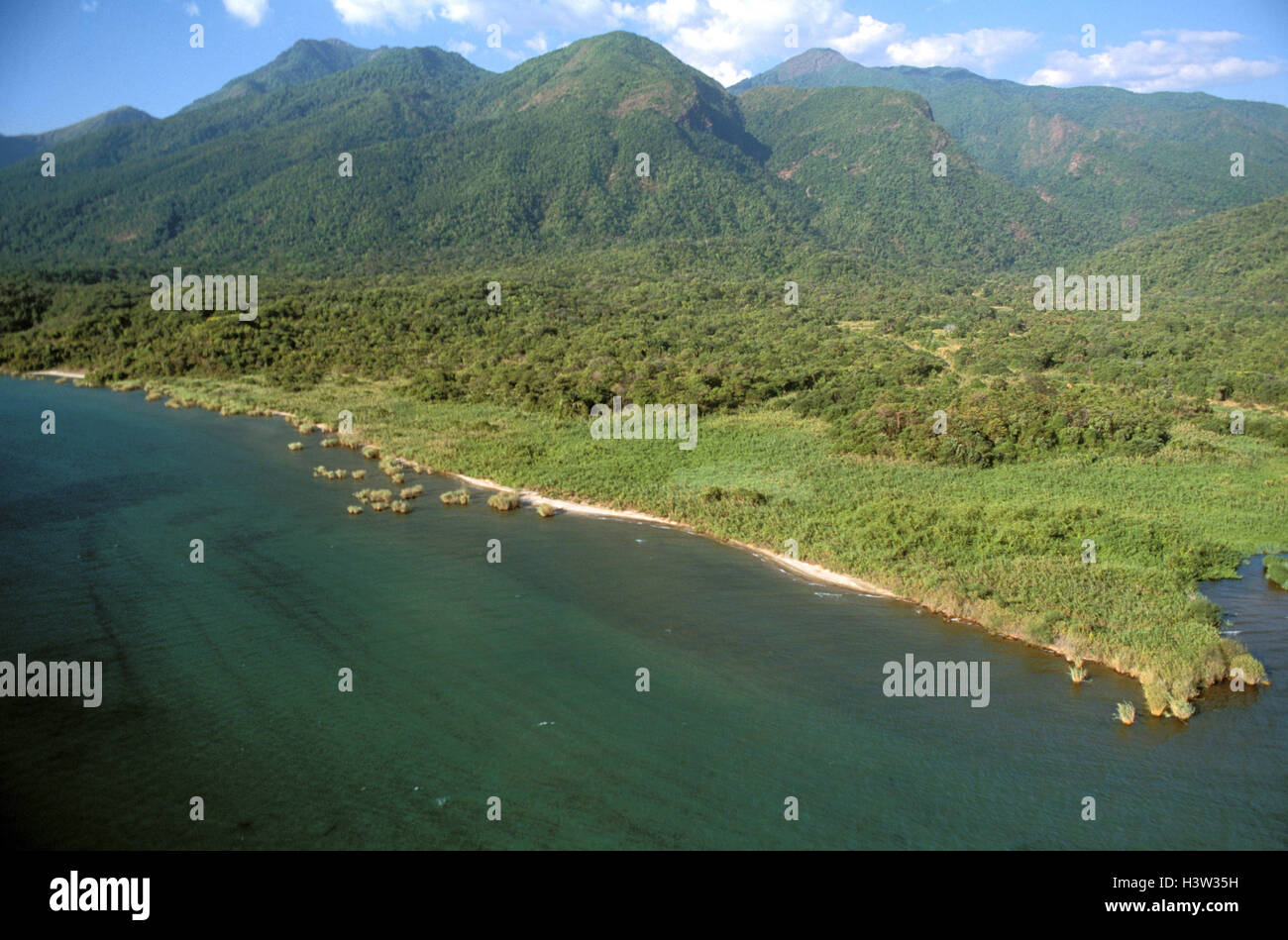 Mischwald, Schimpansen Lebensraum. Stockfoto