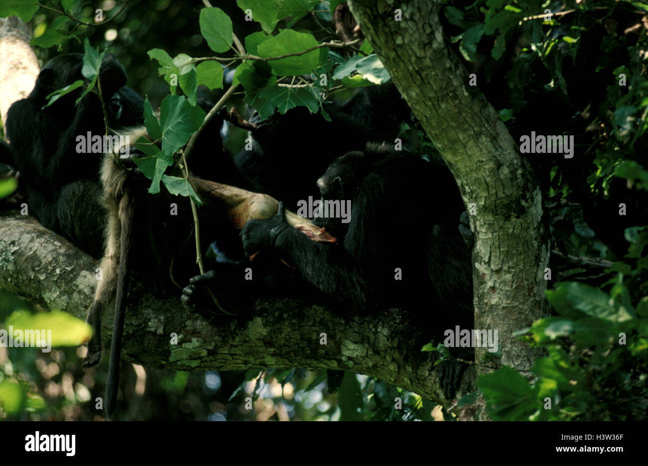 Gemeinsame Schimpansen (Pan Troglodytes Schweinfurthii) Stockfoto