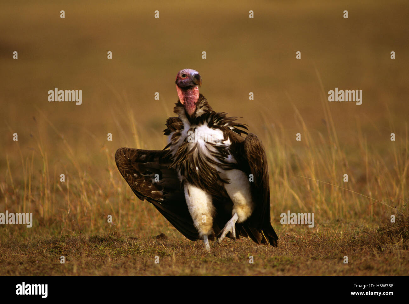 Ohrengeier-faced Vulture (Torgos Tracheliotus) Stockfoto