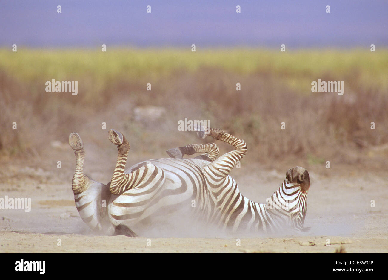 Grant's Zebras (Equus quagga boehmi) Stockfoto