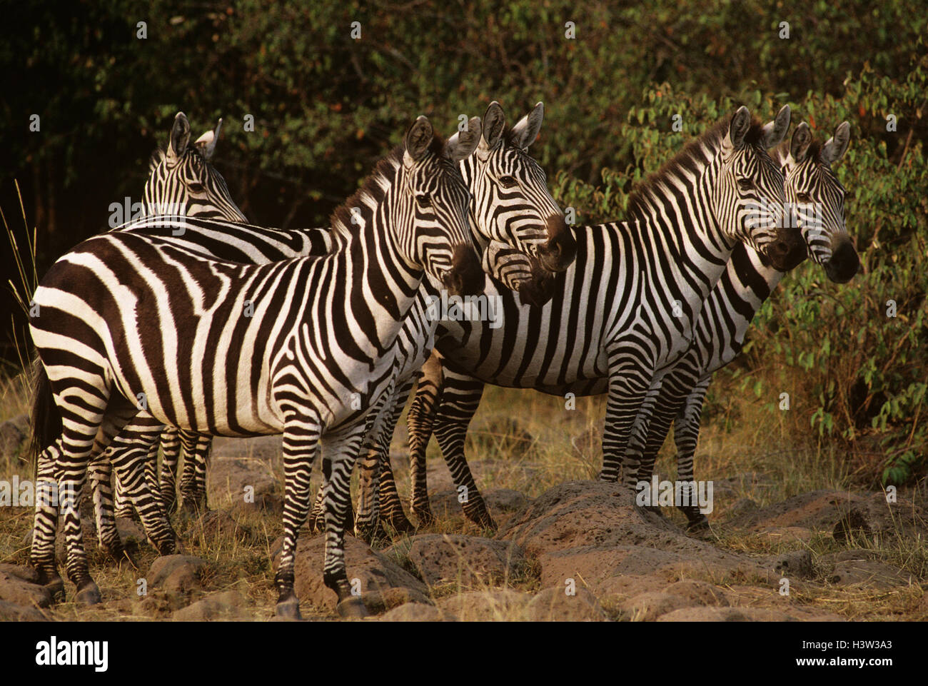 Grant's Zebras (Equus quagga boehmi) Stockfoto