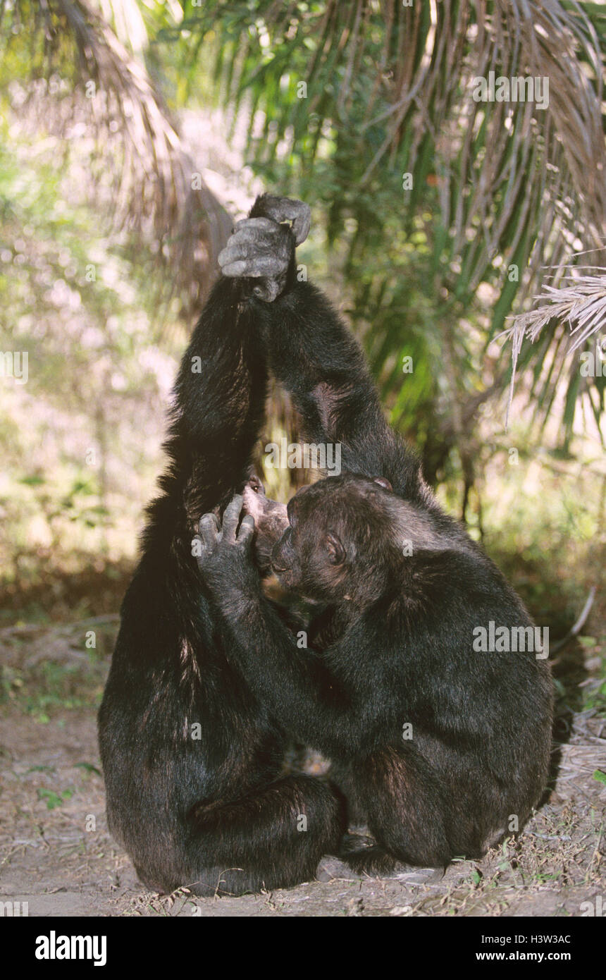 Gemeinsame Schimpansen (Pan Troglodytes Schweinfurthii) Stockfoto