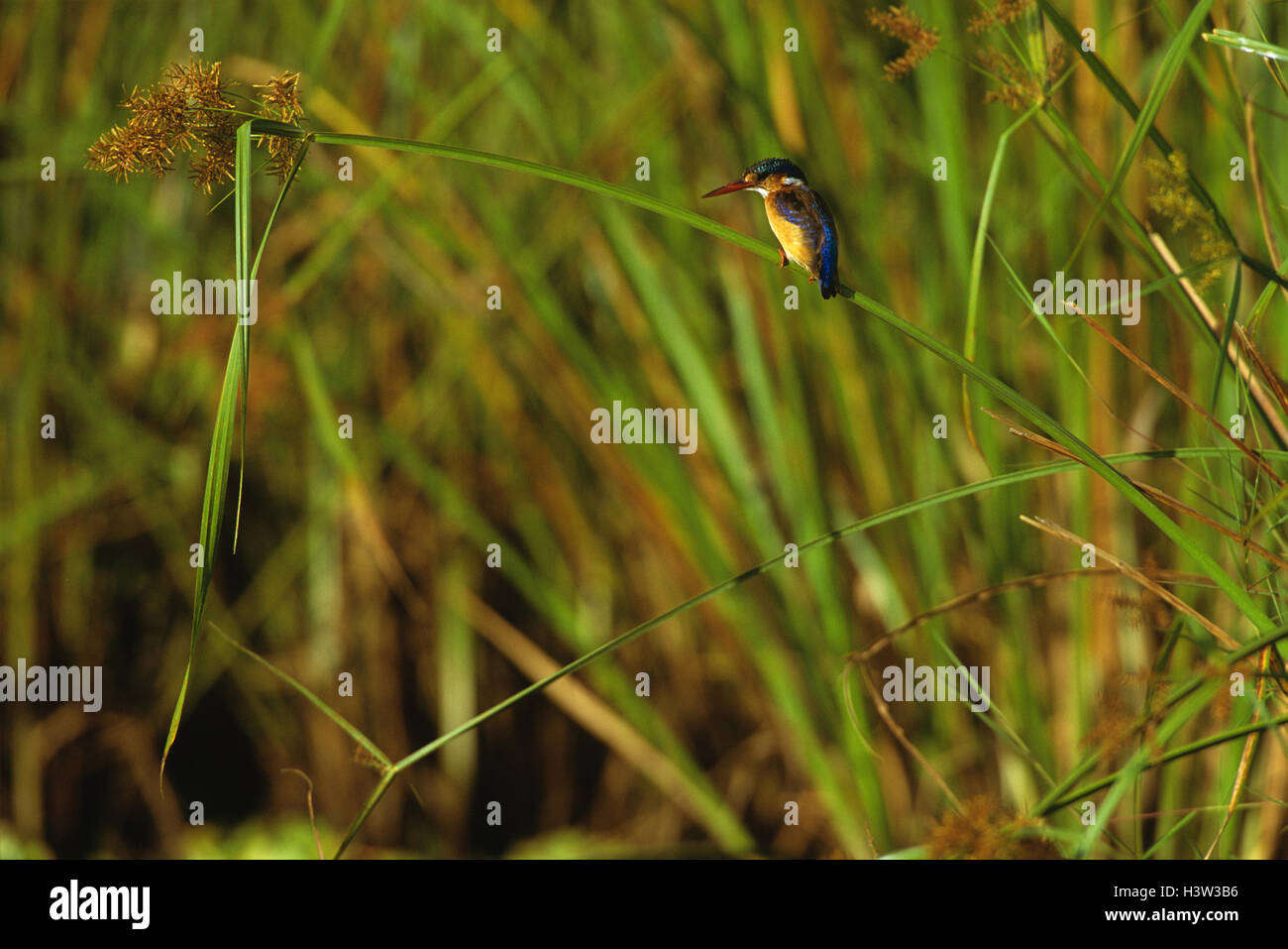 Malachit-Eisvogel (Corythornis Cristatus) Stockfoto