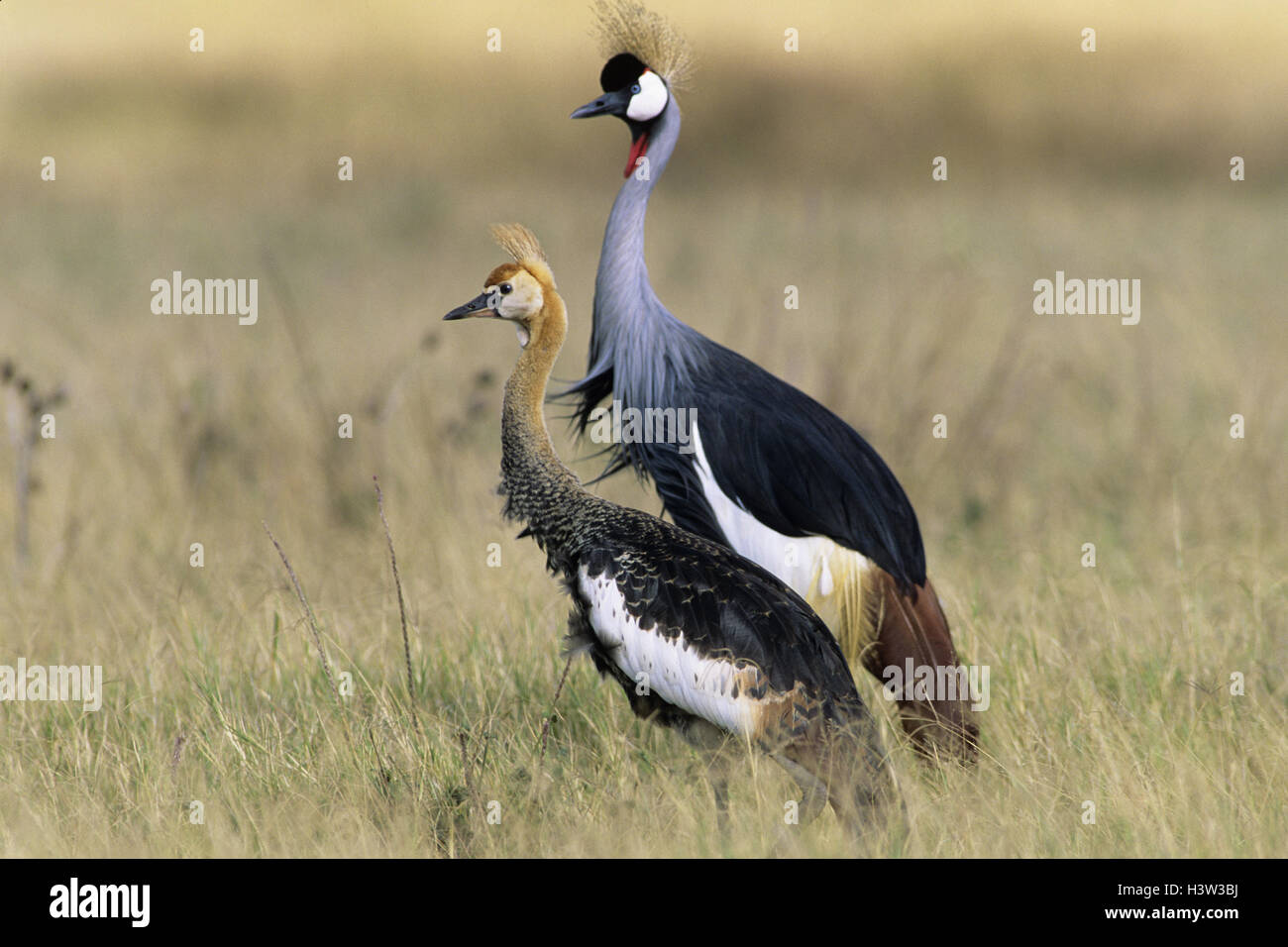 Grey gekrönt Kran (Balearica Regulorum) Stockfoto