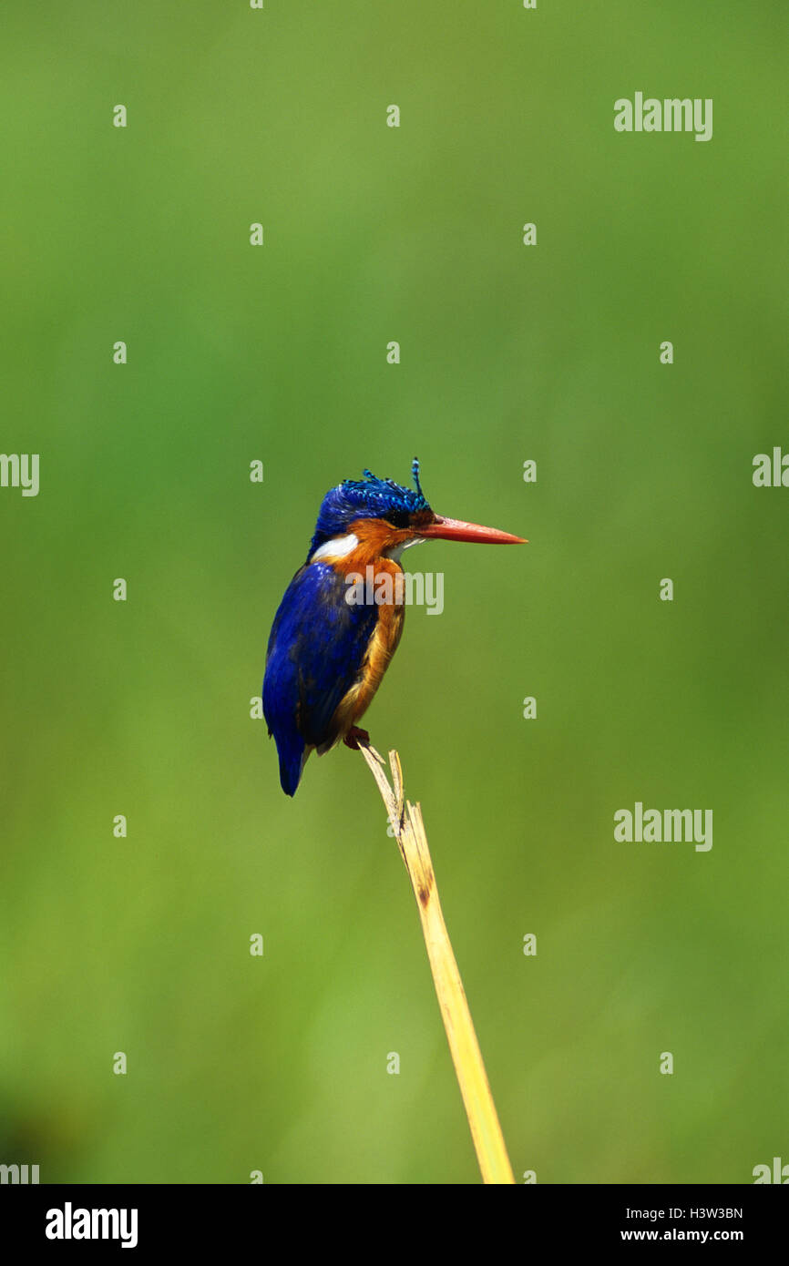 Malachit-Eisvogel (Corythornis Cristatus) Stockfoto