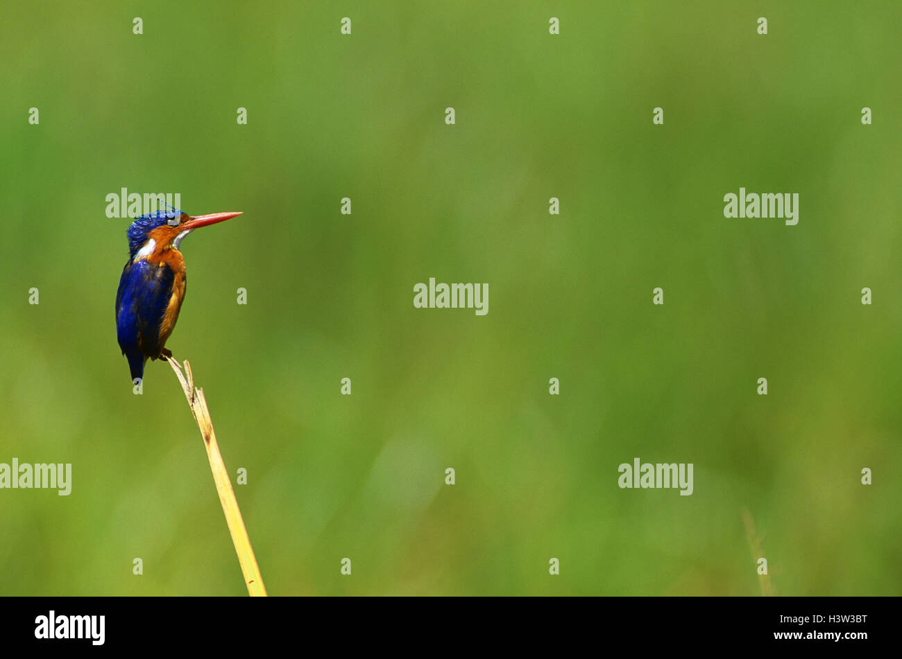 Malachit-Eisvogel (Corythornis Cristatus) Stockfoto