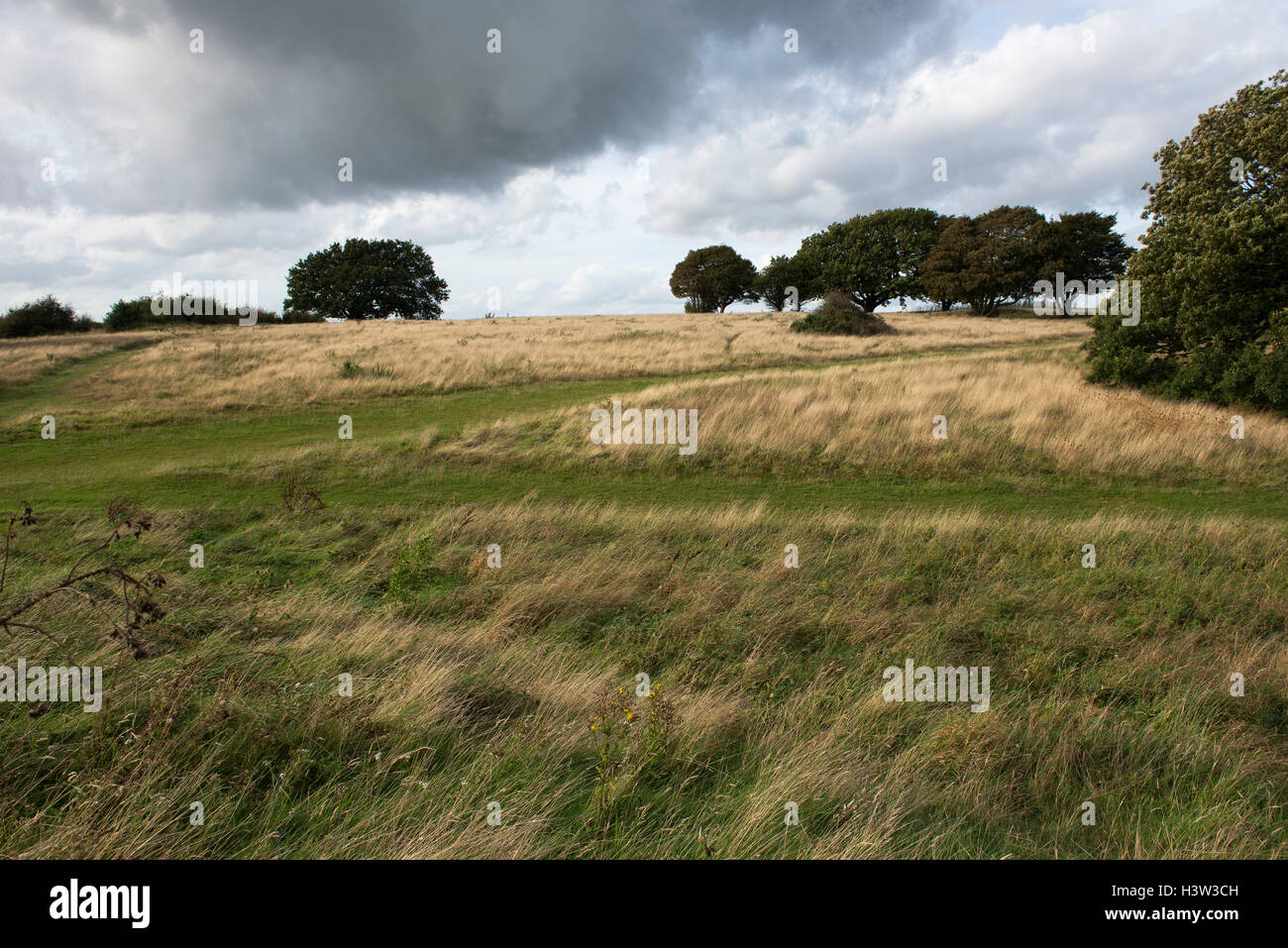 Ein Blick auf das Plateau von Cissbury Innenring, der zweitgrößte Eisenzeit Wallburg in Großbritannien, West Sussex, England, UK Stockfoto