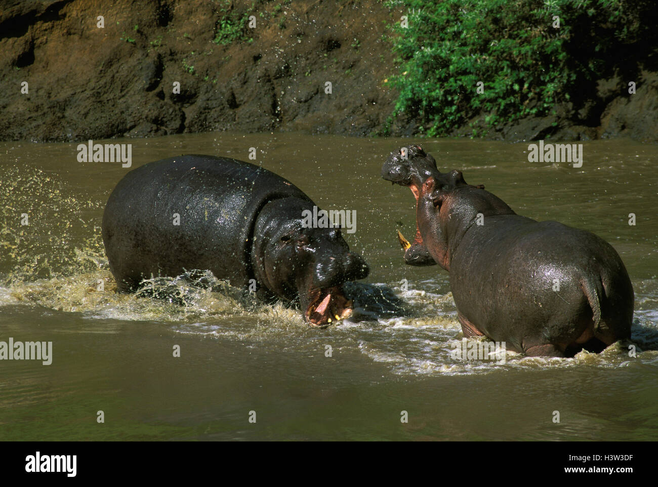 Flusspferd (Hippopotamus Amphibius) Stockfoto