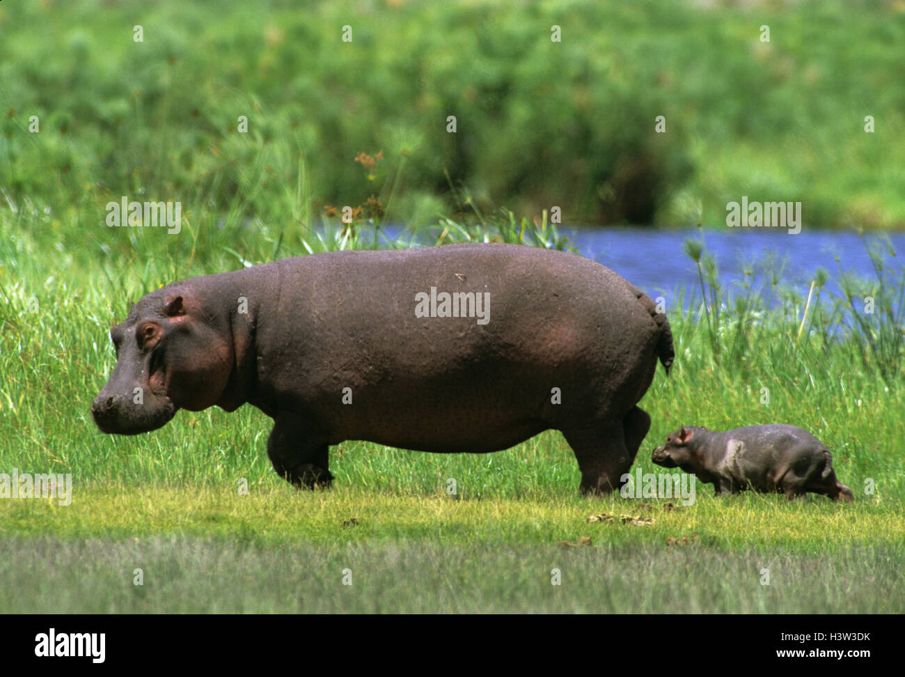 Flusspferd (Hippopotamus Amphibius) Stockfoto
