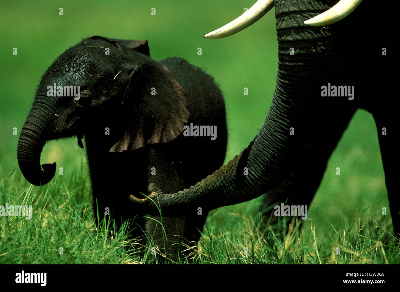 Afrikanischer Elefant (Loxodonta Africana) Stockfoto