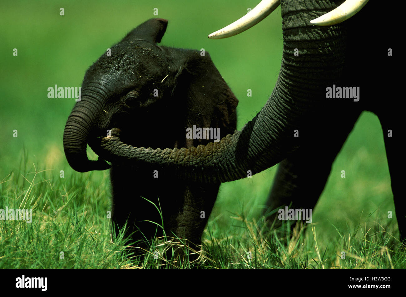 Afrikanischer Elefant (Loxodonta Africana) Stockfoto