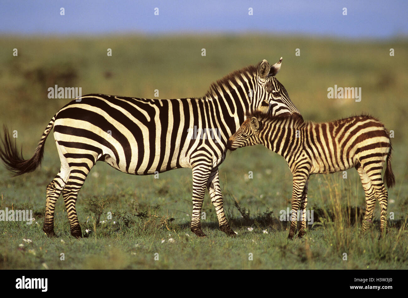Grant's Zebras (Equus quagga boehmi) Stockfoto
