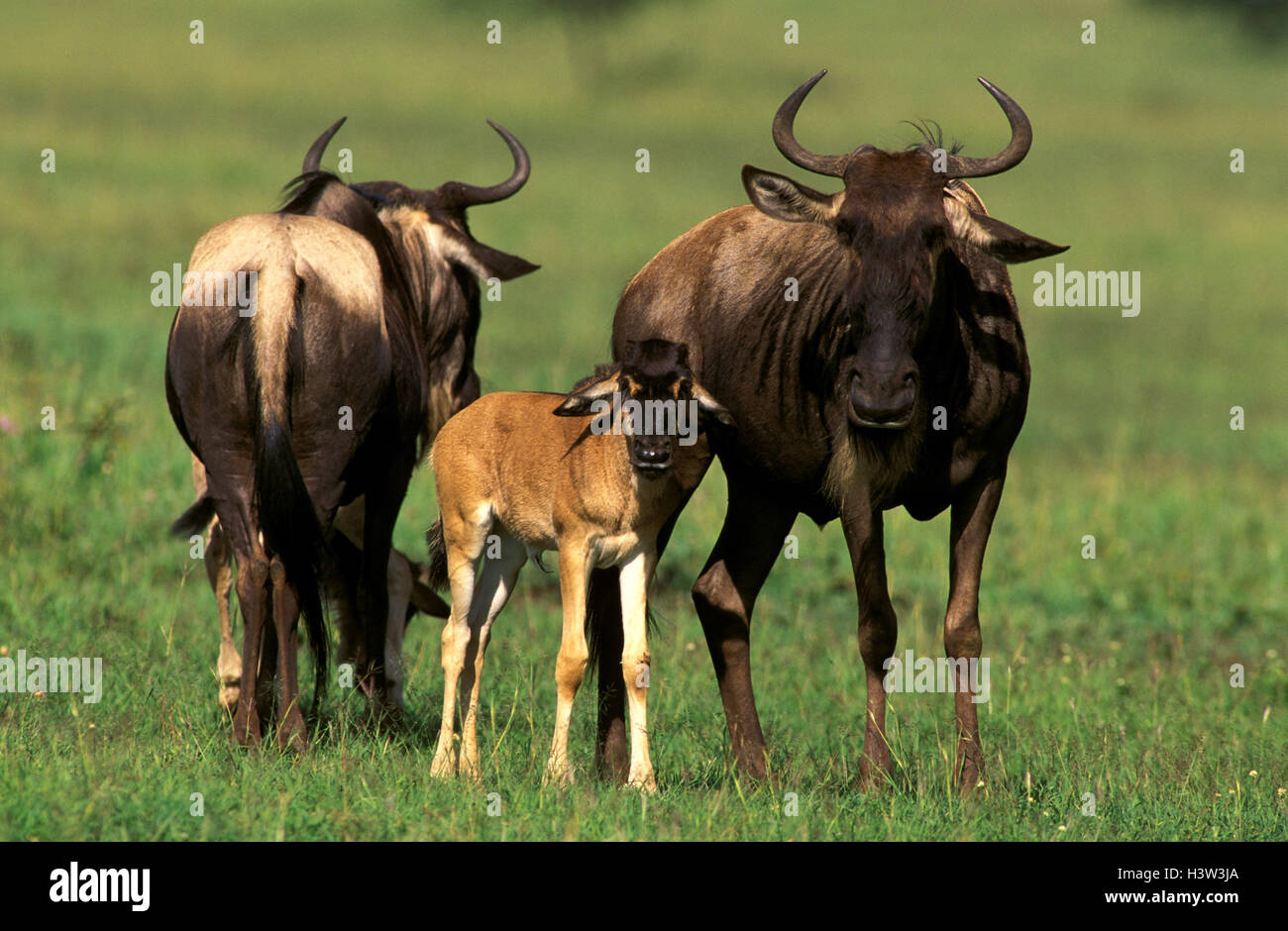 Gnus (Connochaetes Taurinus) Stockfoto