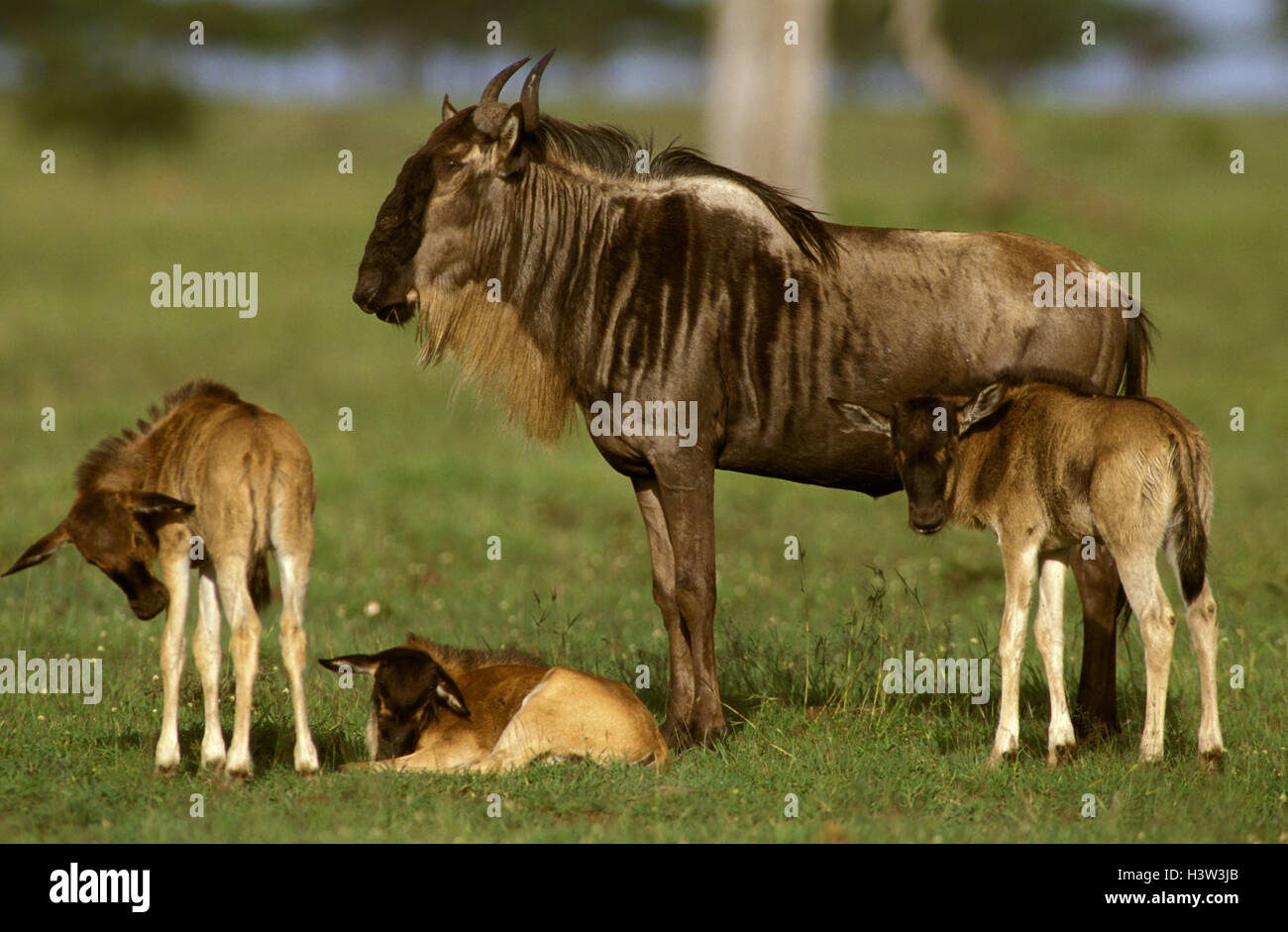 Gnus (Connochaetes Taurinus) Stockfoto